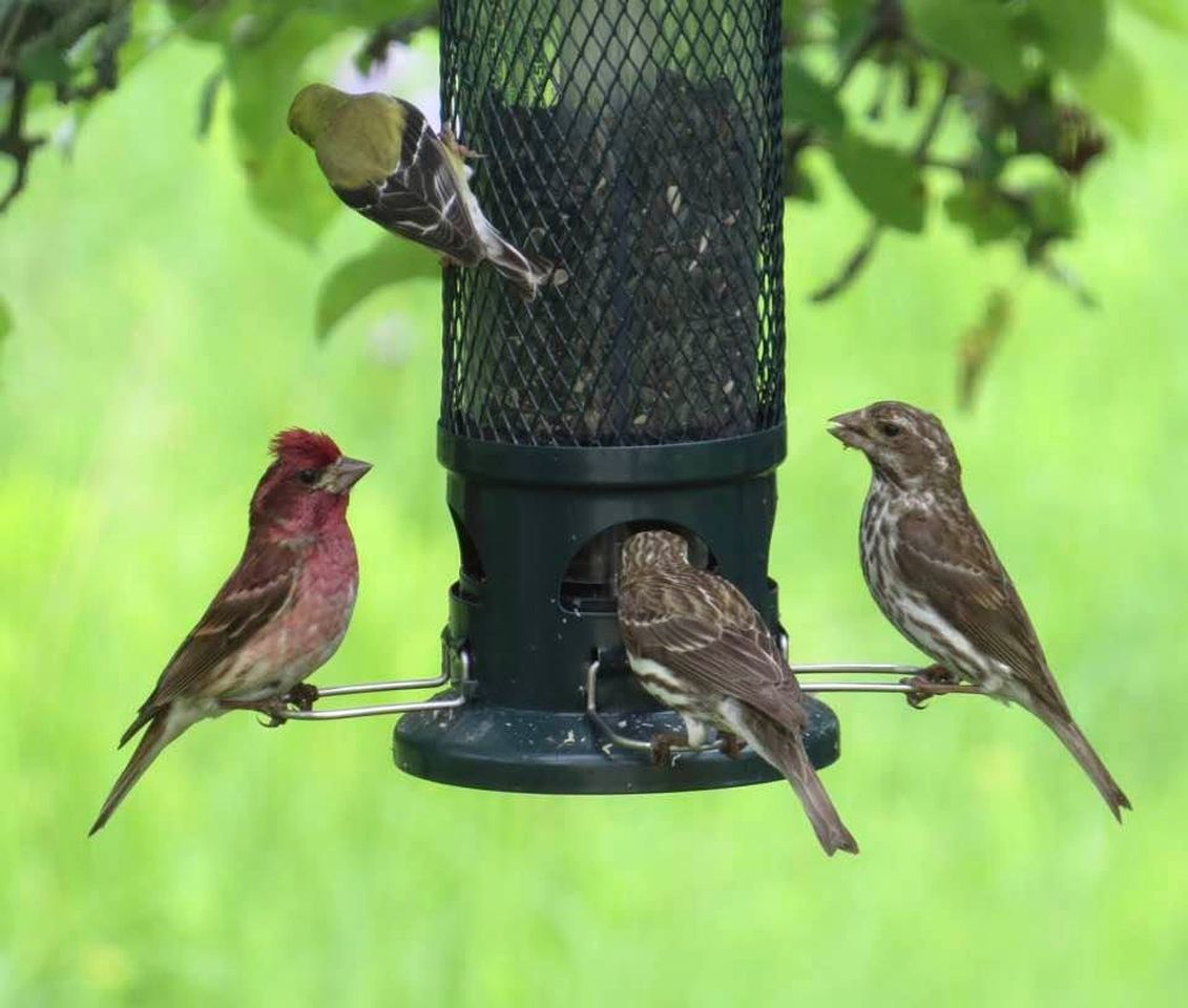 Un comedero para pájaros con tres aves posadas, sobre un fondo verde.