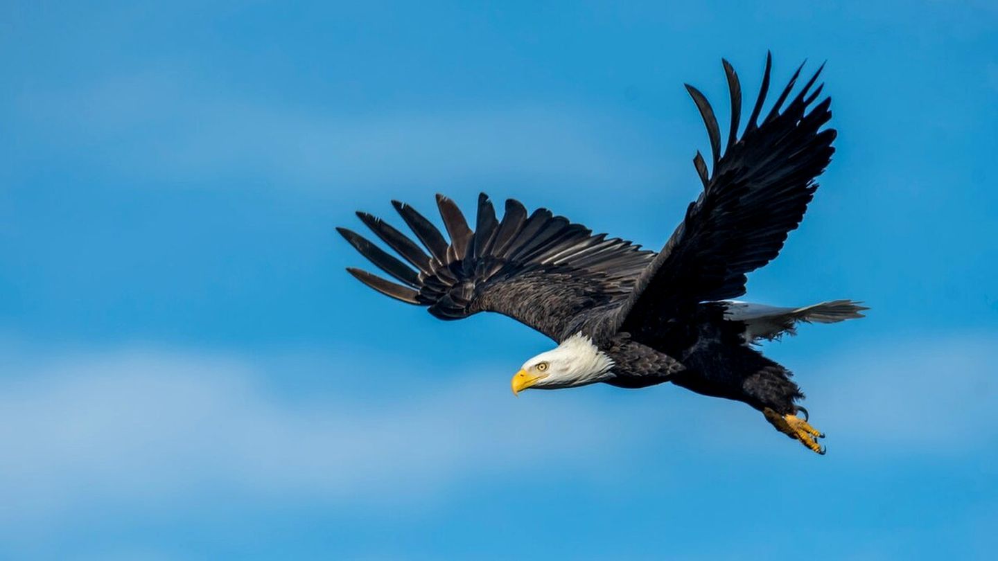 Ein Vogel fliegt vor blauem Himmel.
