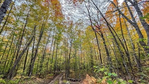 A forest path with tall trees and a clear sky.