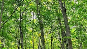 Uma área arborizada com árvores densas e terreno rochoso.