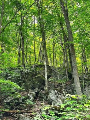 A forested area with dense trees and rocky terrain.