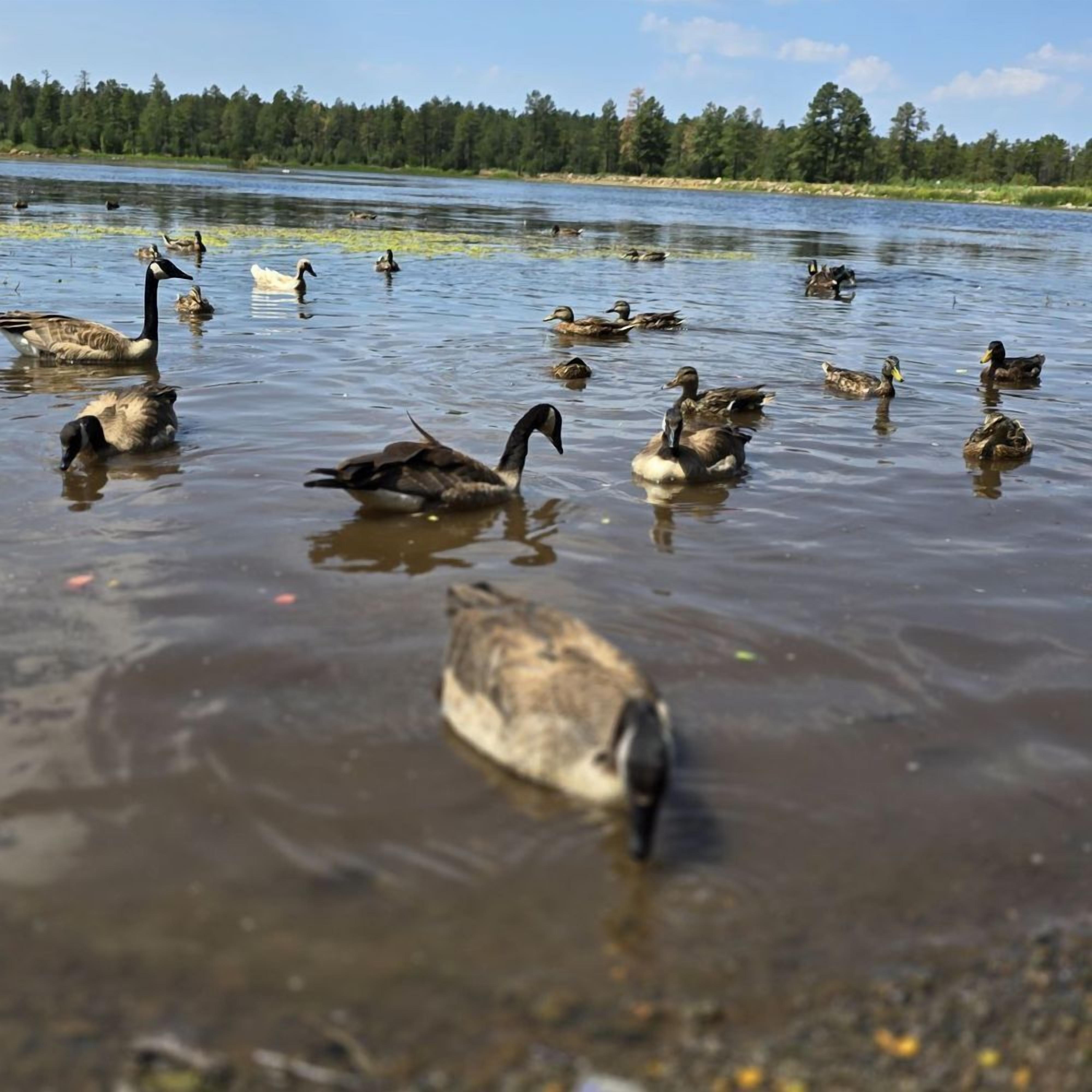 Un grupo de patos nadando en un cuerpo de agua con una orilla arbolada al fondo.