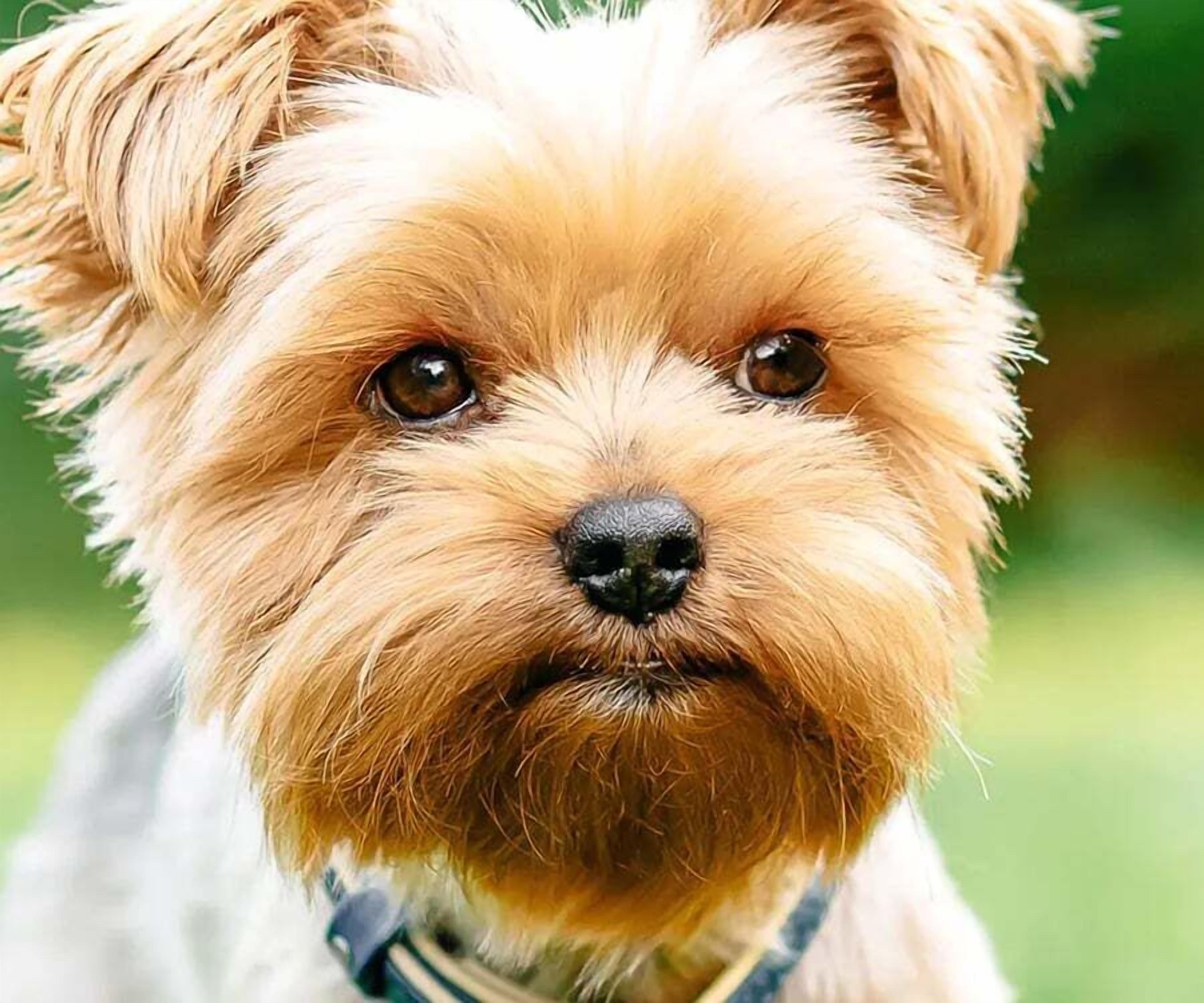 A close-up of a dog with light brown fur and dark eyes.