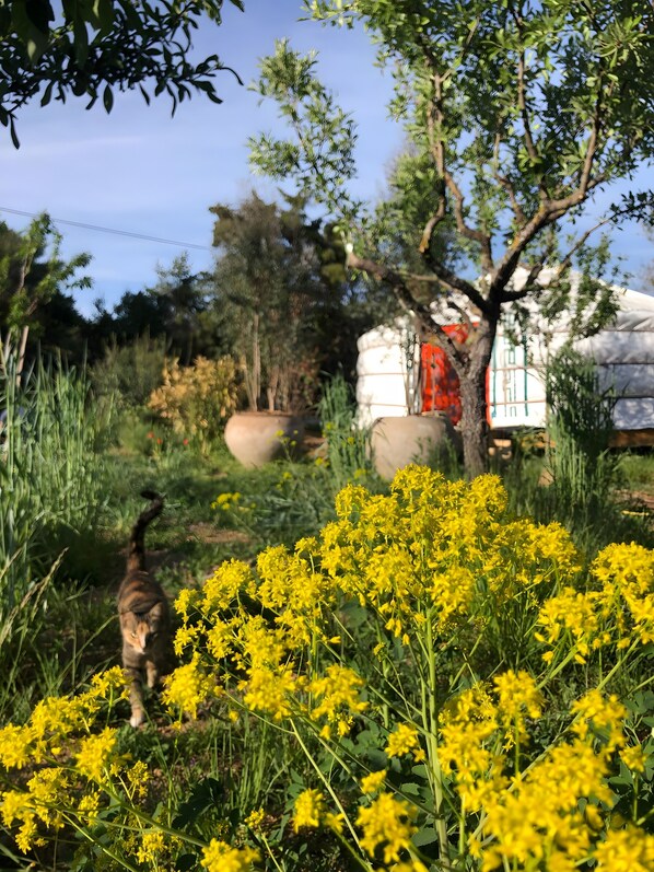 A garden with yellow flowers, a tree, and a building with a red door.