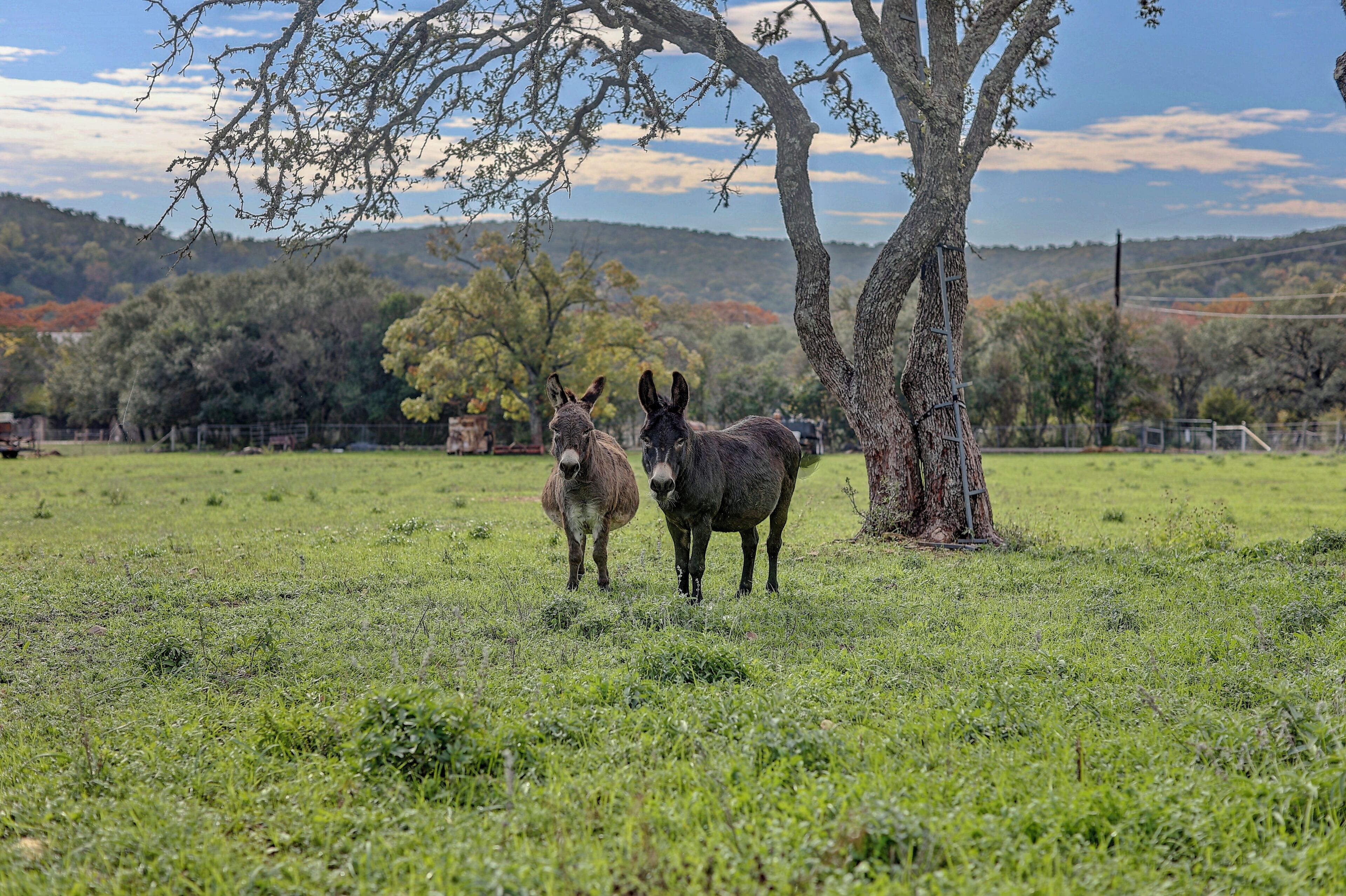 Dos burros de pie en un campo con césped, un árbol y una cerca al fondo.