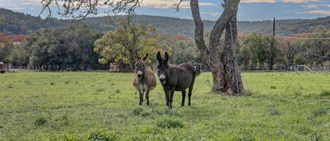 Dos burros de pie en un campo con césped, un árbol y una cerca al fondo.