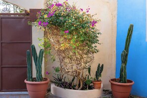 A potted plant with a flowering bush and two cacti in terracotta pots. - Spacious House | 7 BR | Pool, Gym & Terrace (Mérida)