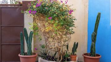 Un jardin de cactus comprenant différentes espèces de cactus et de plantes à fleurs, le tout planté dans des pots en terre cuite.