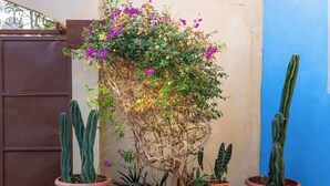 En kaktushave med forskellige kaktusser og blomstrende planter i terracotta-potter.