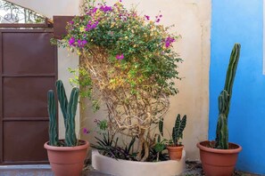 Un jardín de cactus con diversas especies de cactus y plantas en macetas de terracota.