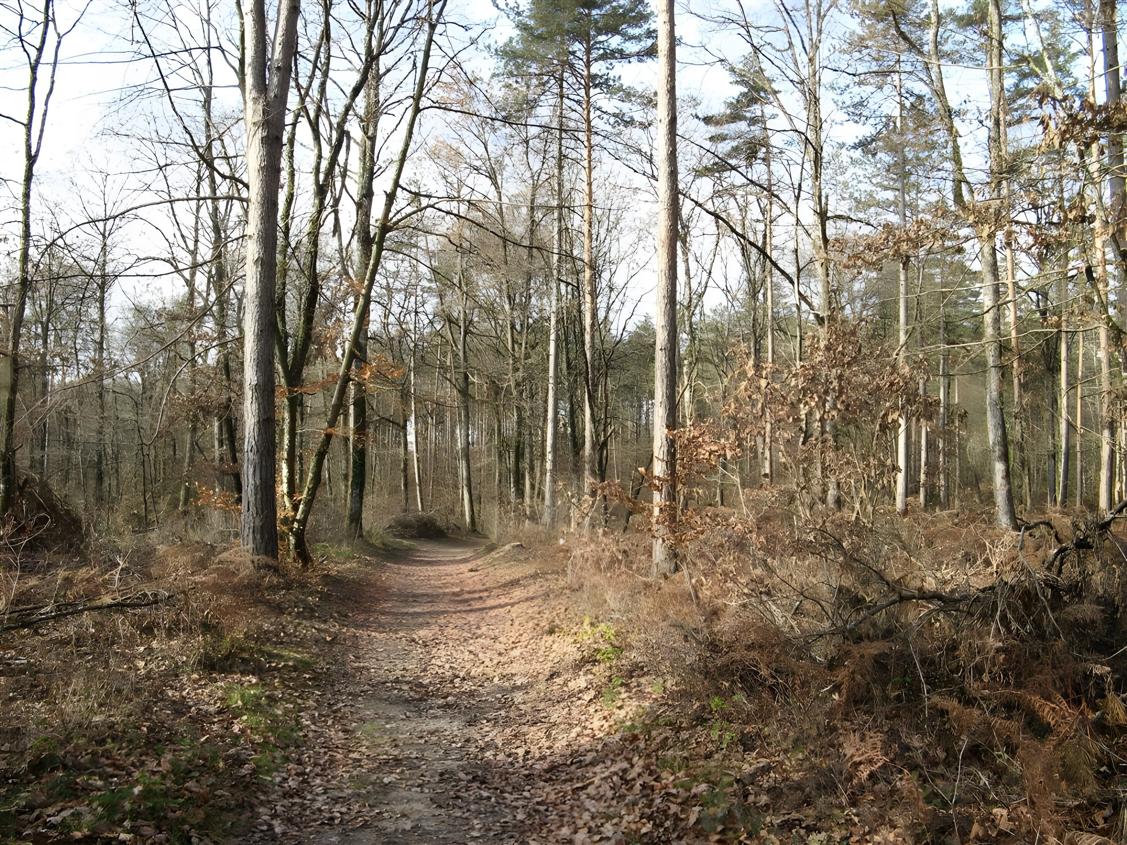 A forested path with tall trees and a dirt trail.