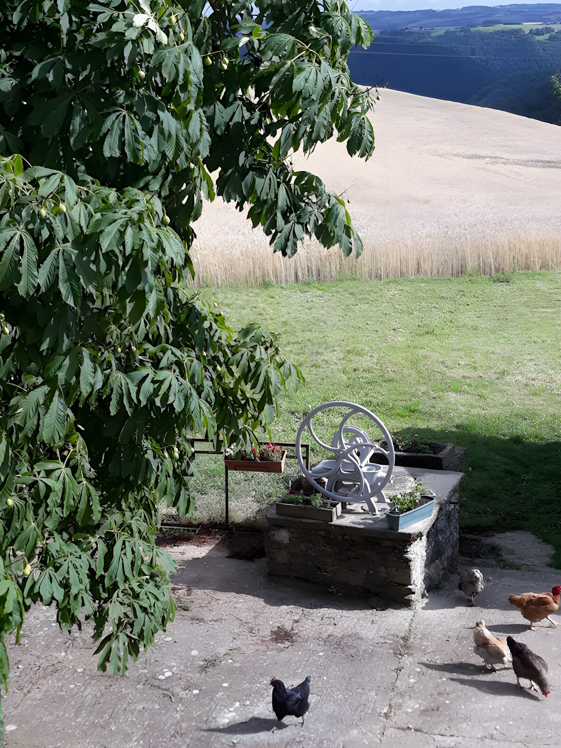 En innergård med ett träd, en skulptur i metall och höns.
