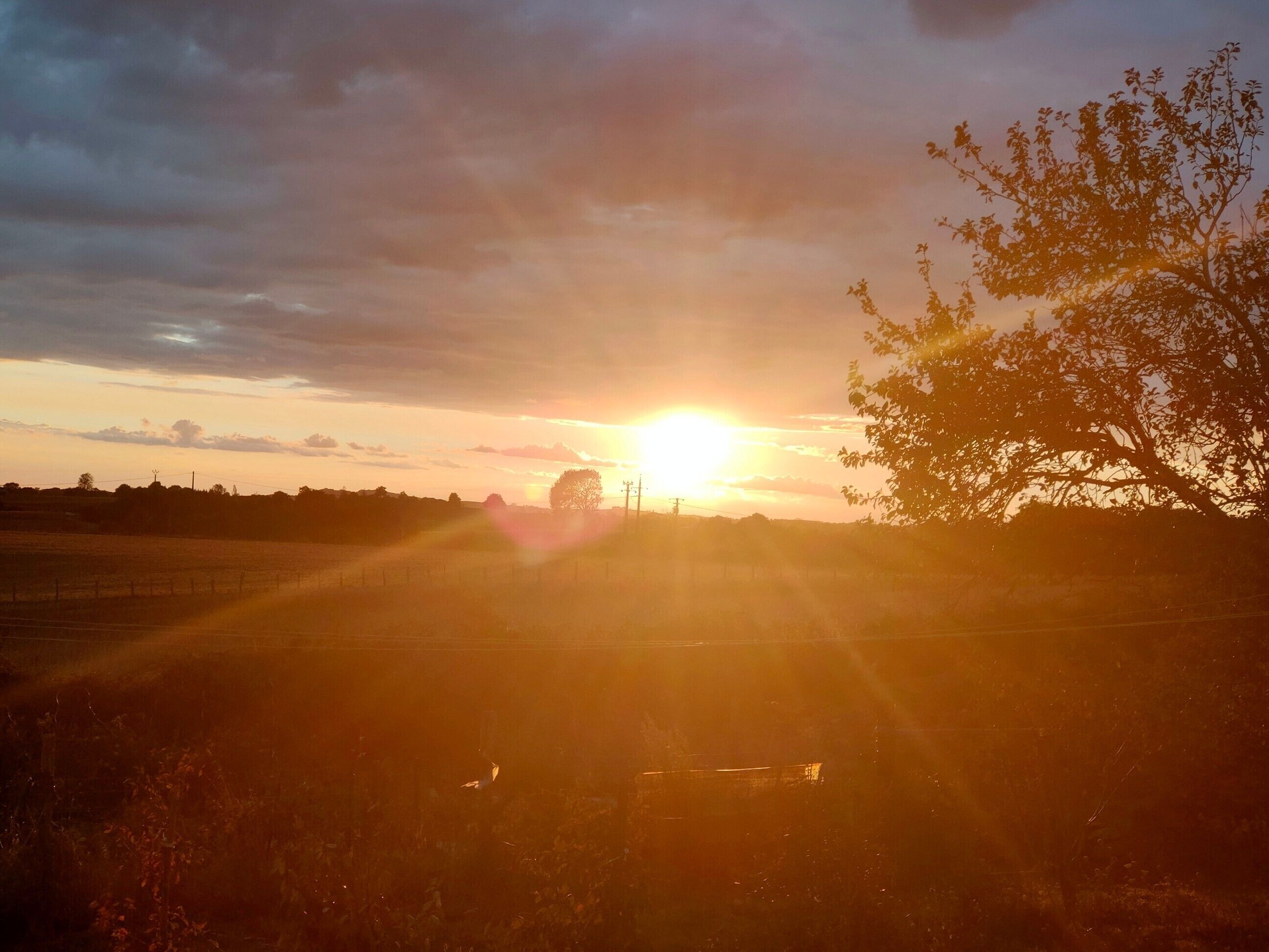 A sunset over a rural landscape with a tree silhouette and a fence in the foreground.