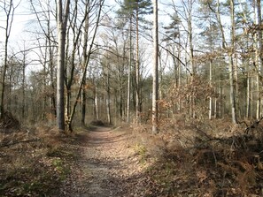 A forest path surrounded by tall trees.