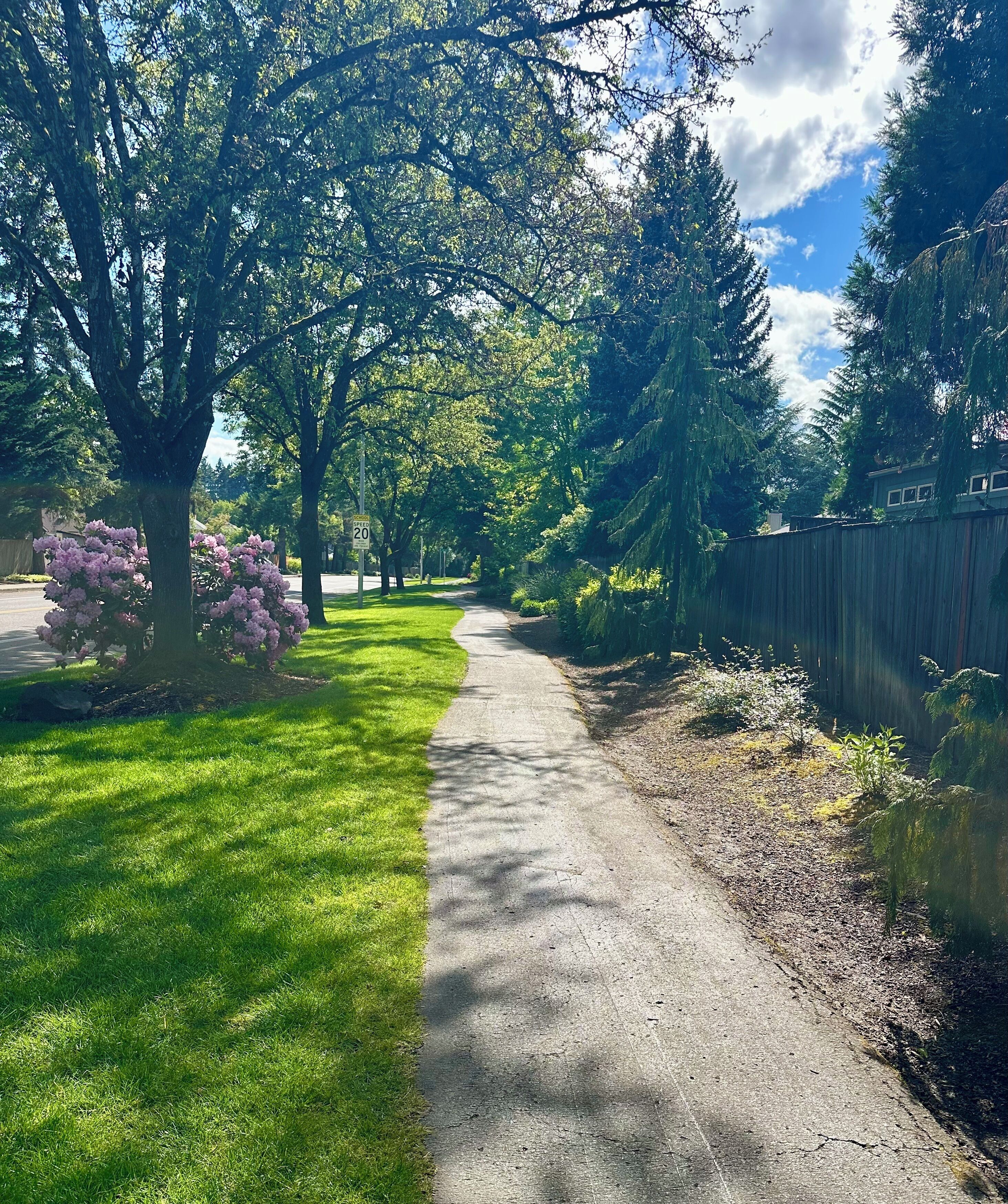 A paved pathway flanked by lush greenery and trees, leading to a residential area with a wooden fence.