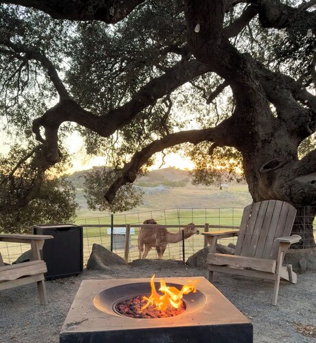 Cozy one bedroom apartment with 360 degree views on our unique camel farm