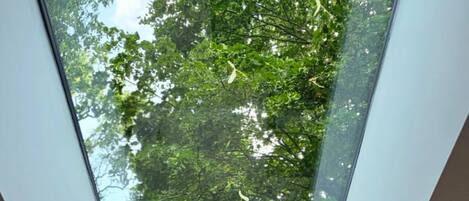 A skylight with a view of trees and a clear sky.