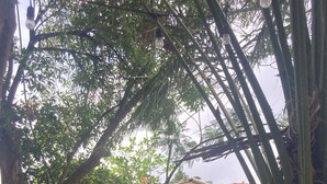 A rustic outdoor area with a wooden pergola, stone walls, and lush greenery. - Beautiful private villa with lovely gardens and trees (Santiago Atitlán)