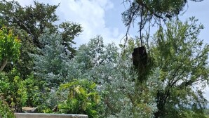 A stone staircase leading up to a garden area with various plants and trees. - Beautiful private villa with lovely gardens and trees (Santiago Atitlán)
