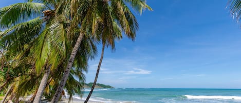 A beach with palm trees and a clear blue sky.