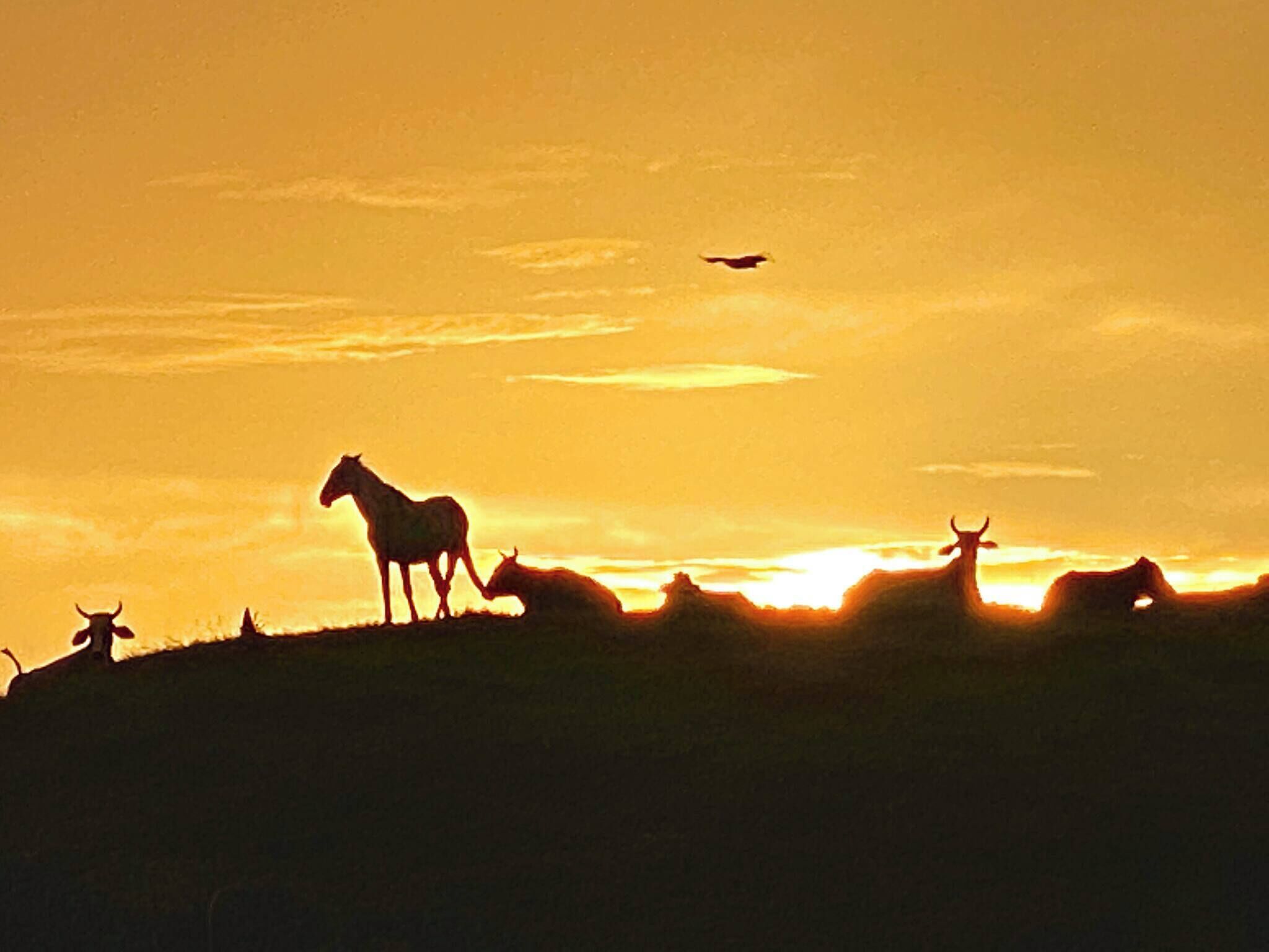 A silhouette of animals on a hill with a sunset in the background.