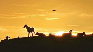 A silhouette of animals on a hill with a sunset in the background.