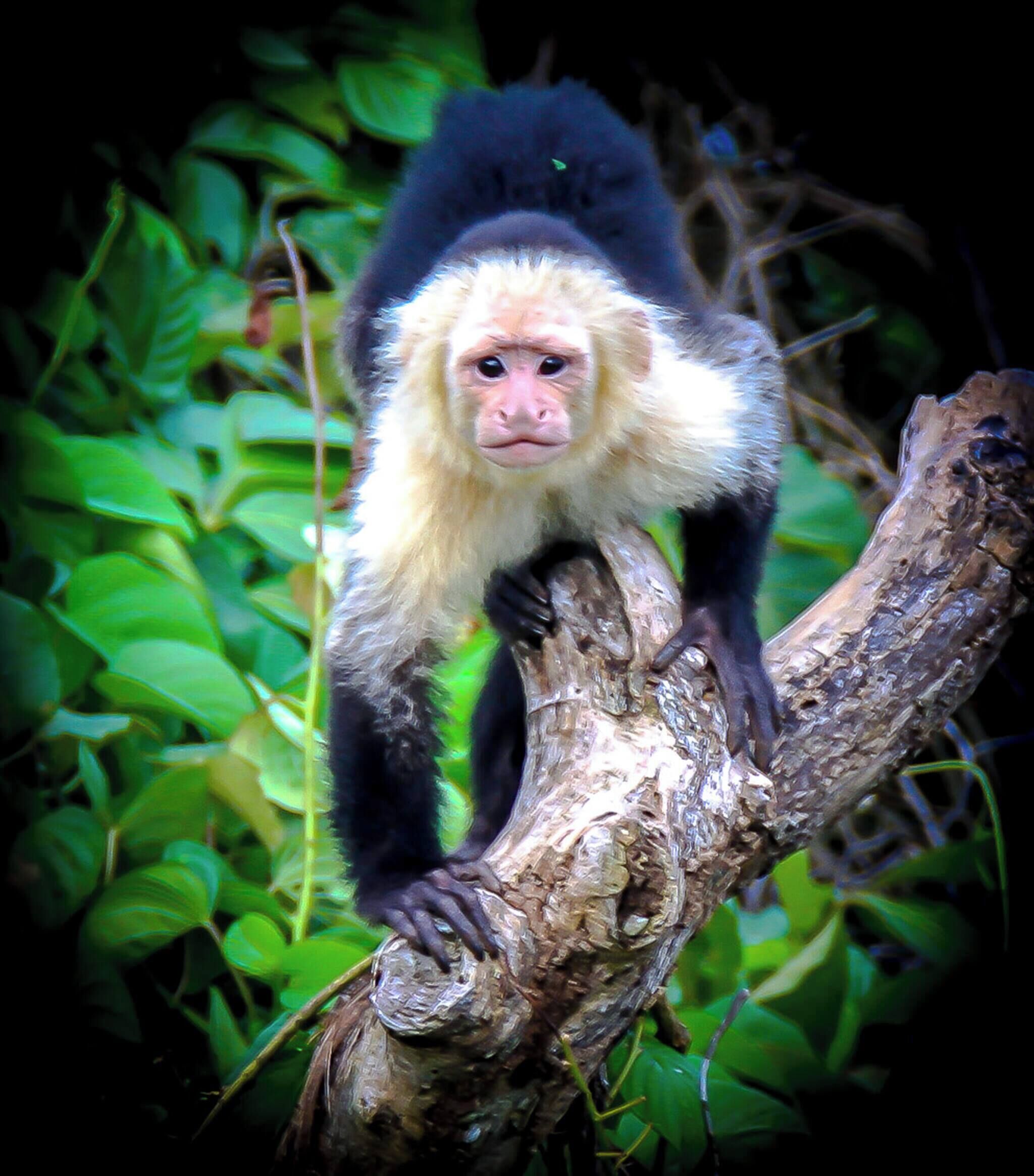 Un singe au visage noir et blanc était perché sur une branche d’arbre.
