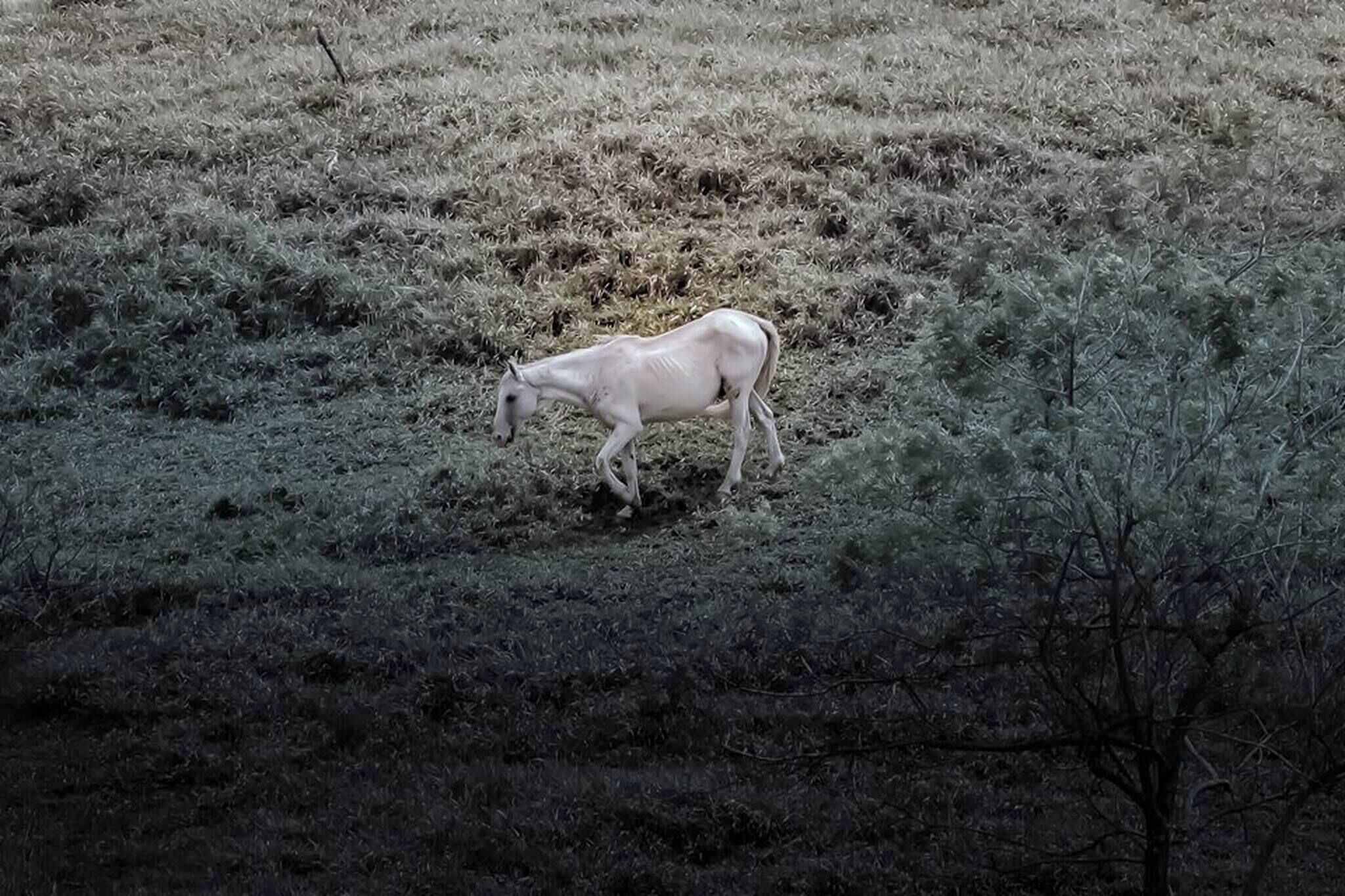 A horse grazing in a field with sparse vegetation and a few trees.
