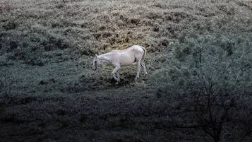 A horse grazing in a field with sparse vegetation and a few trees.