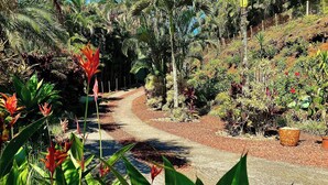 Un sendero serpentea por un jardín con diversas plantas y árboles.