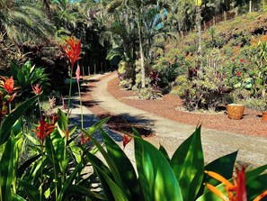Un sendero serpentea por un jardín con diversas plantas y árboles.