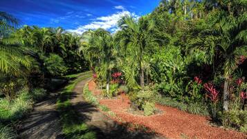 A pathway through a lush garden with various tropical plants and trees.
