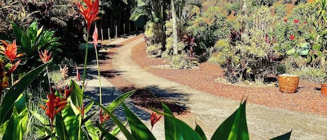 Caminho por um jardim com diversas plantas e árvores.