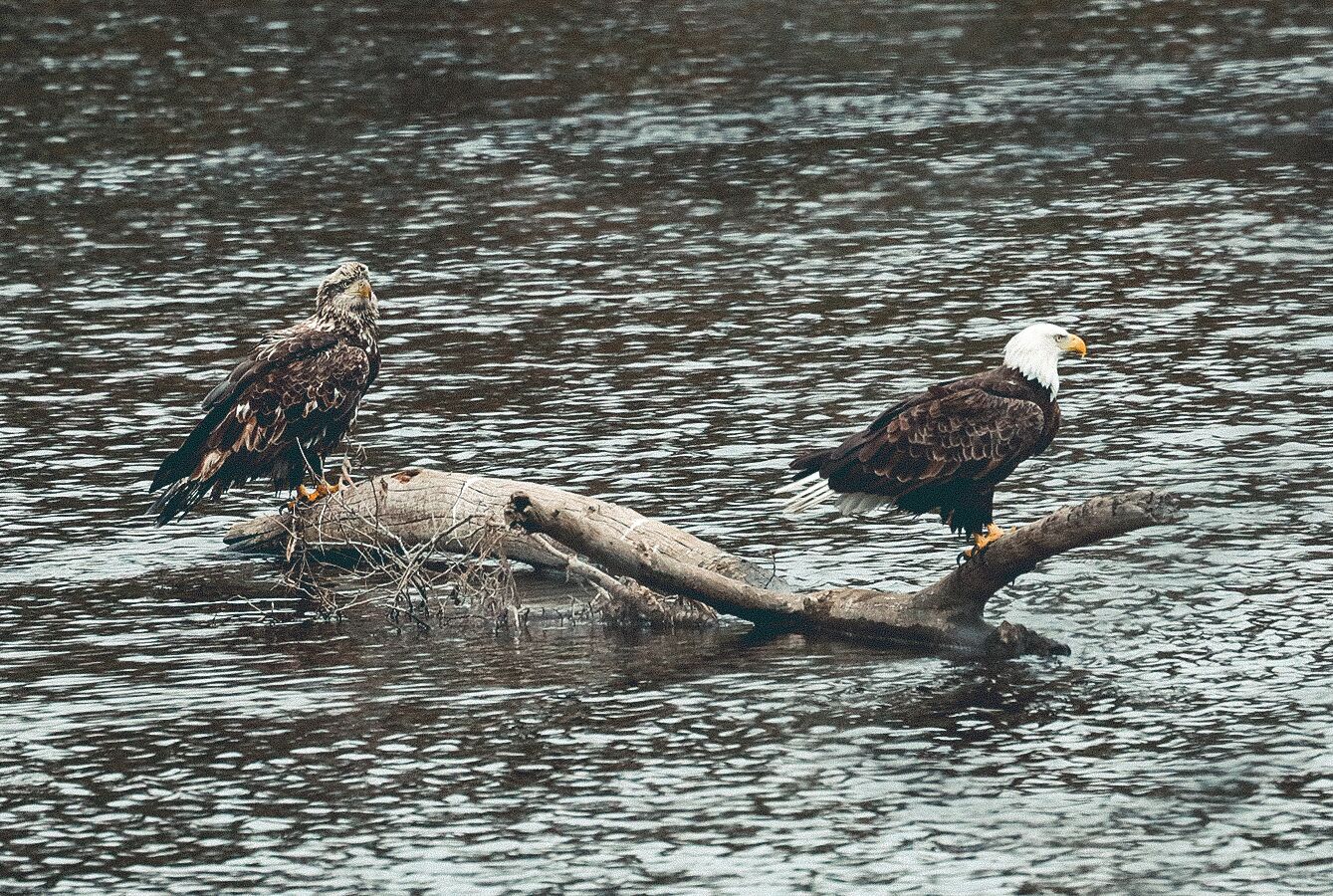 Deux oiseaux perchés sur une branche au-dessus de l’eau.