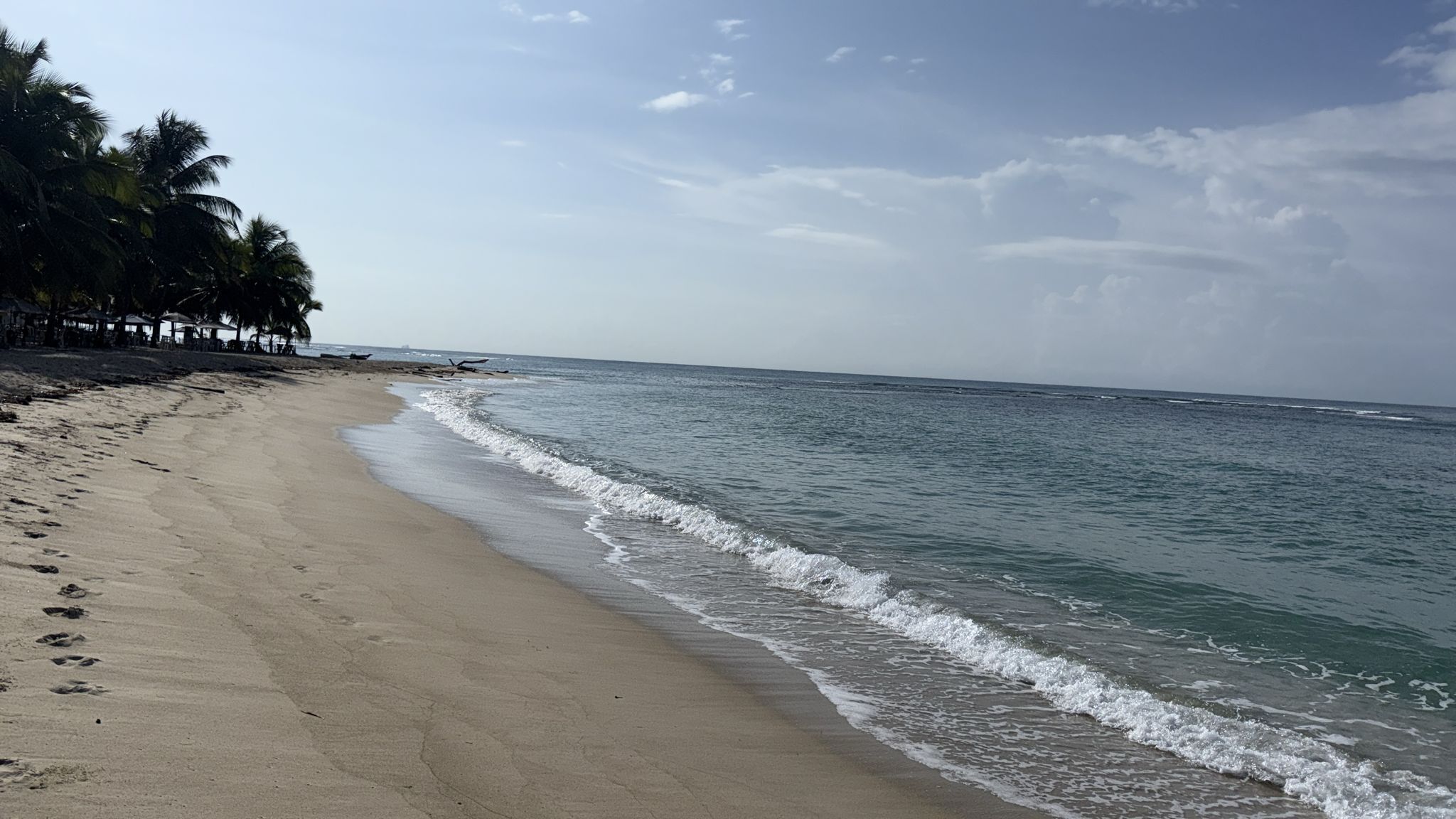 Una spiaggia con una costa sabbiosa e palme.