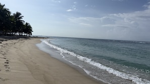 Una spiaggia con una costa sabbiosa e palme.