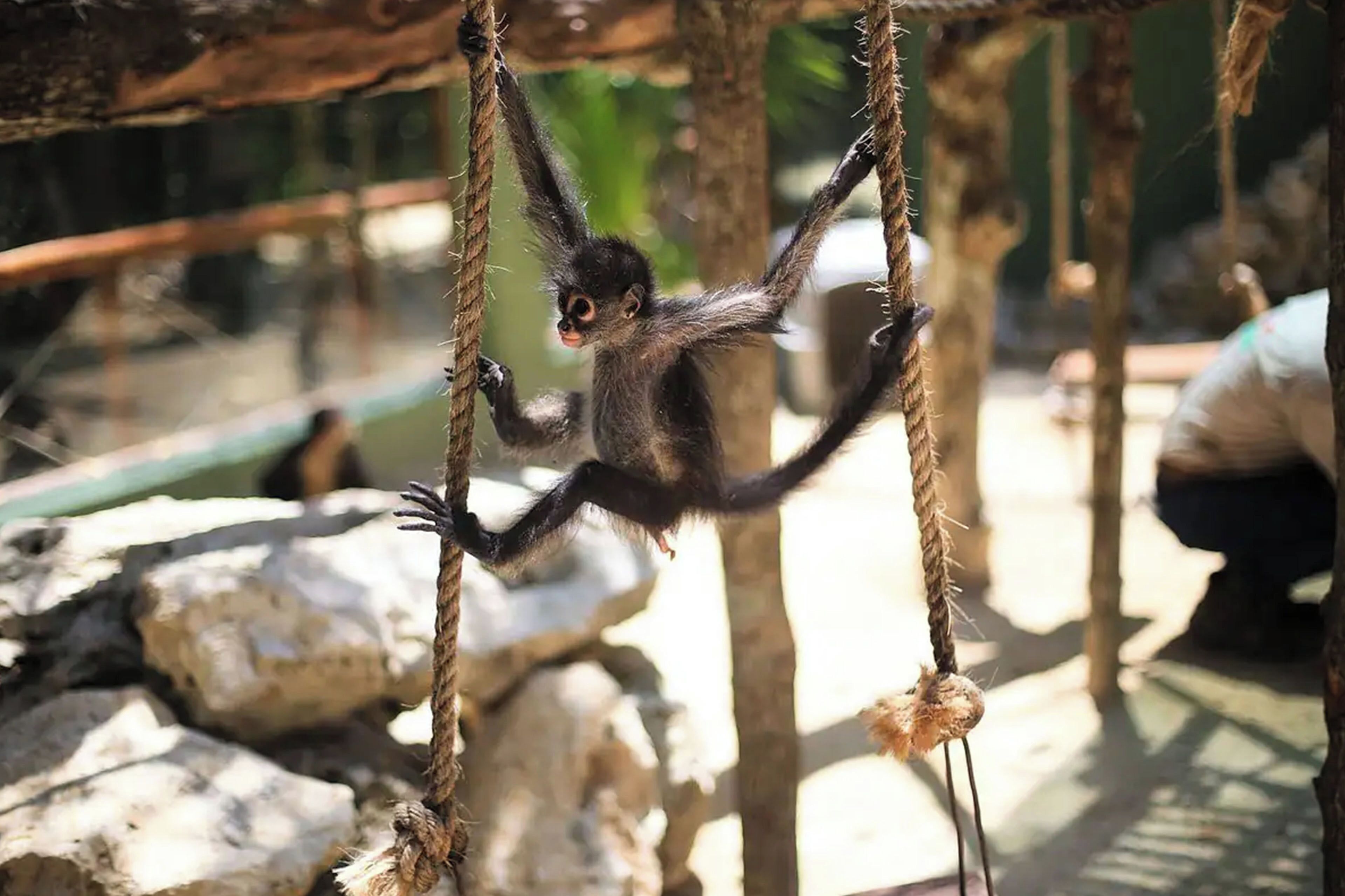 A monkey hanging from ropes in a naturalistic enclosure with rocks and a water feature.