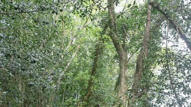 Un sendero boscoso con rocas cubiertas de musgo y follaje denso.
