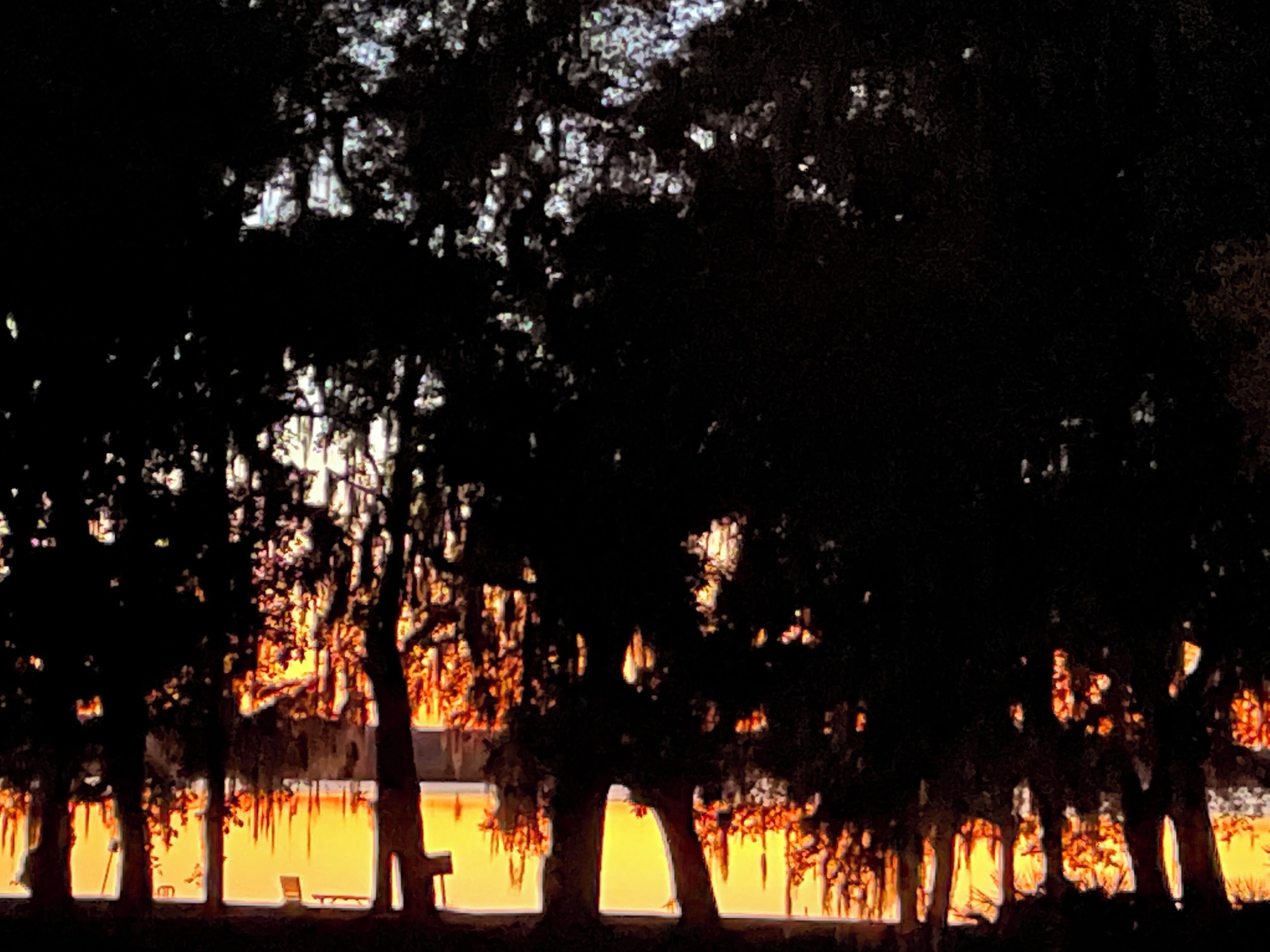 Silueta de árboles contra un fondo luminoso, posiblemente un amanecer o atardecer.