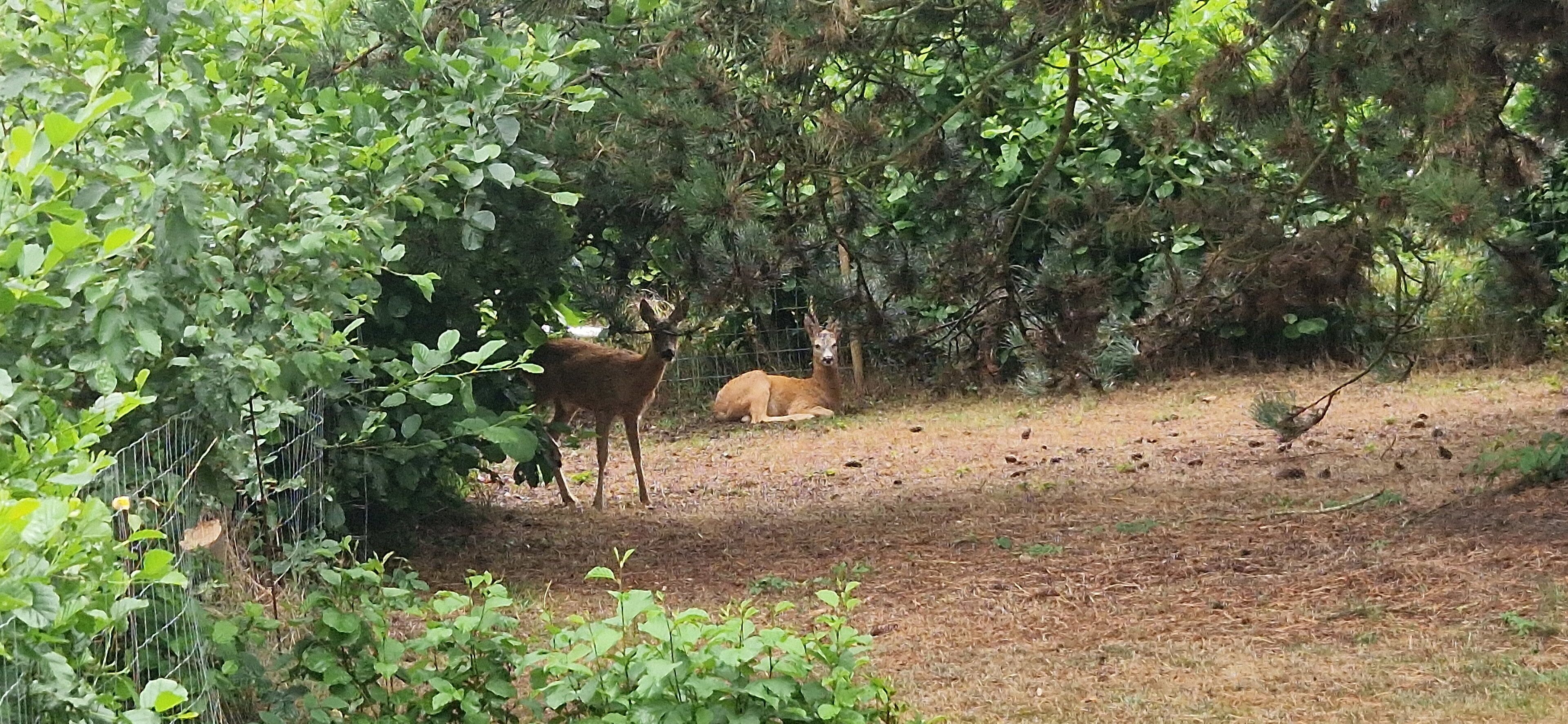 A natural outdoor setting with dense foliage and a deer lying on the ground.