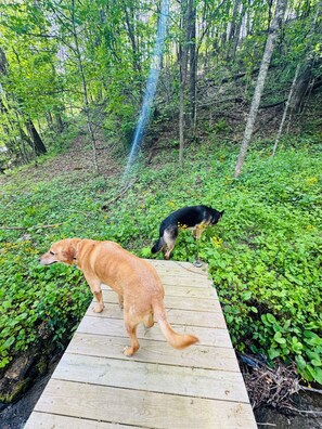 Eine Holzterrasse in bewaldeter Landschaft mit zwei Hunden.