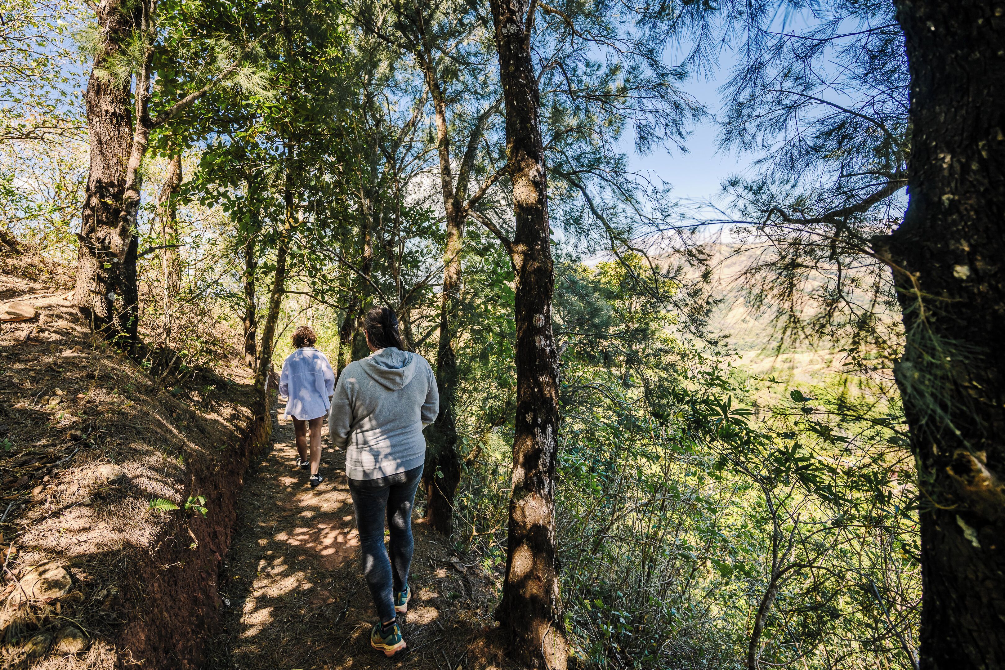 A forest path with trees and natural scenery.
