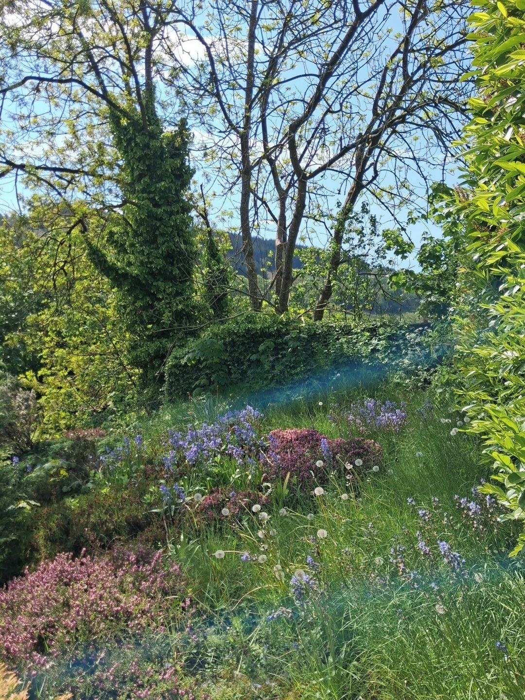 Un jardin où l’on trouve différentes sortes de plantes et d’arbres.