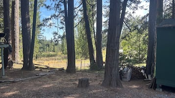 A forested area with tall trees, a pile of firewood, and a green structure.