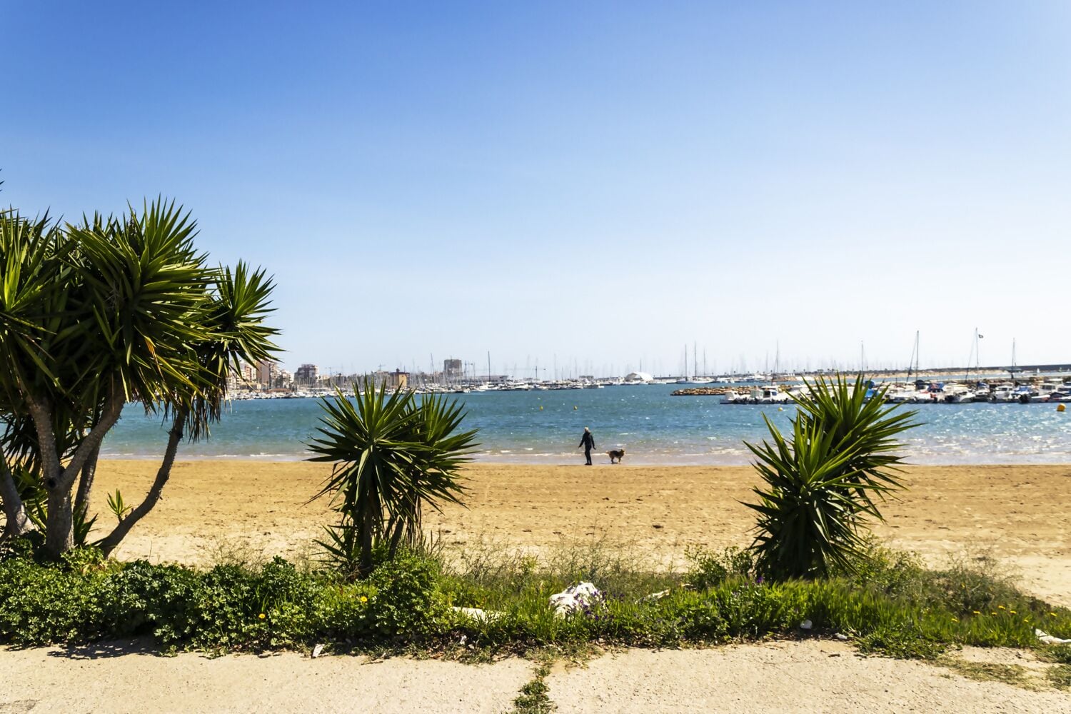 Una playa con palmeras, una orilla arenosa y un puerto deportivo al fondo.