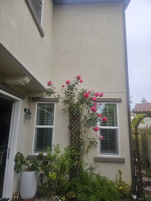 Ein Haus mit zwei Fenstern, einem Blumentopf und einer Kletterrose.