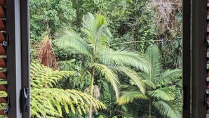 A window with a view of dense tropical foliage, including ferns and palm trees. - Luxury 3 bedroom Villa with Private Pool Views (Edge Hill)