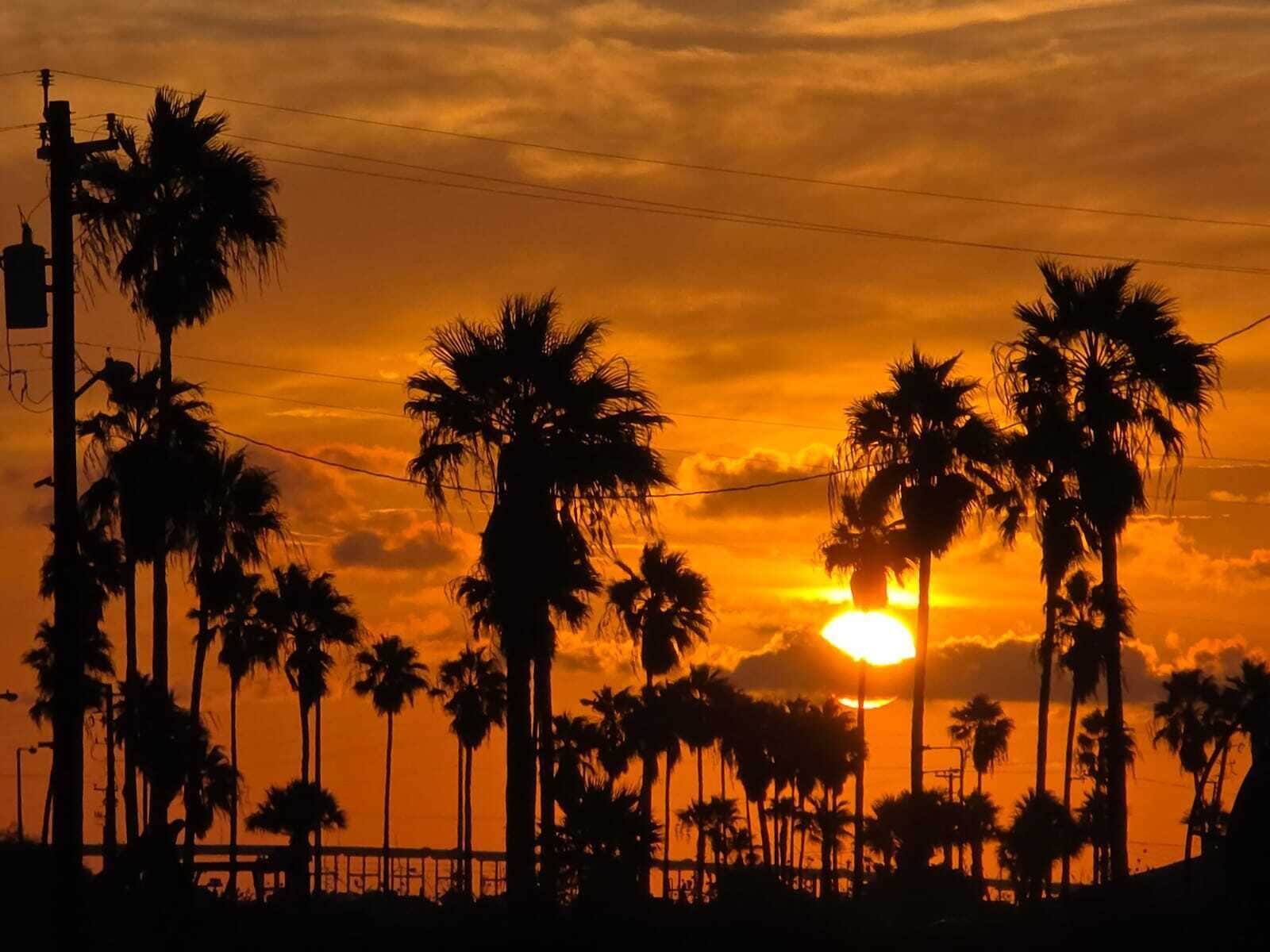A sunset with palm trees silhouetted against the sky.