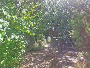 A dirt path surrounded by dense foliage and trees. - Les Sources by Interhome (Draguignan)
