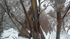 A wooden building surrounded by snow-covered trees.